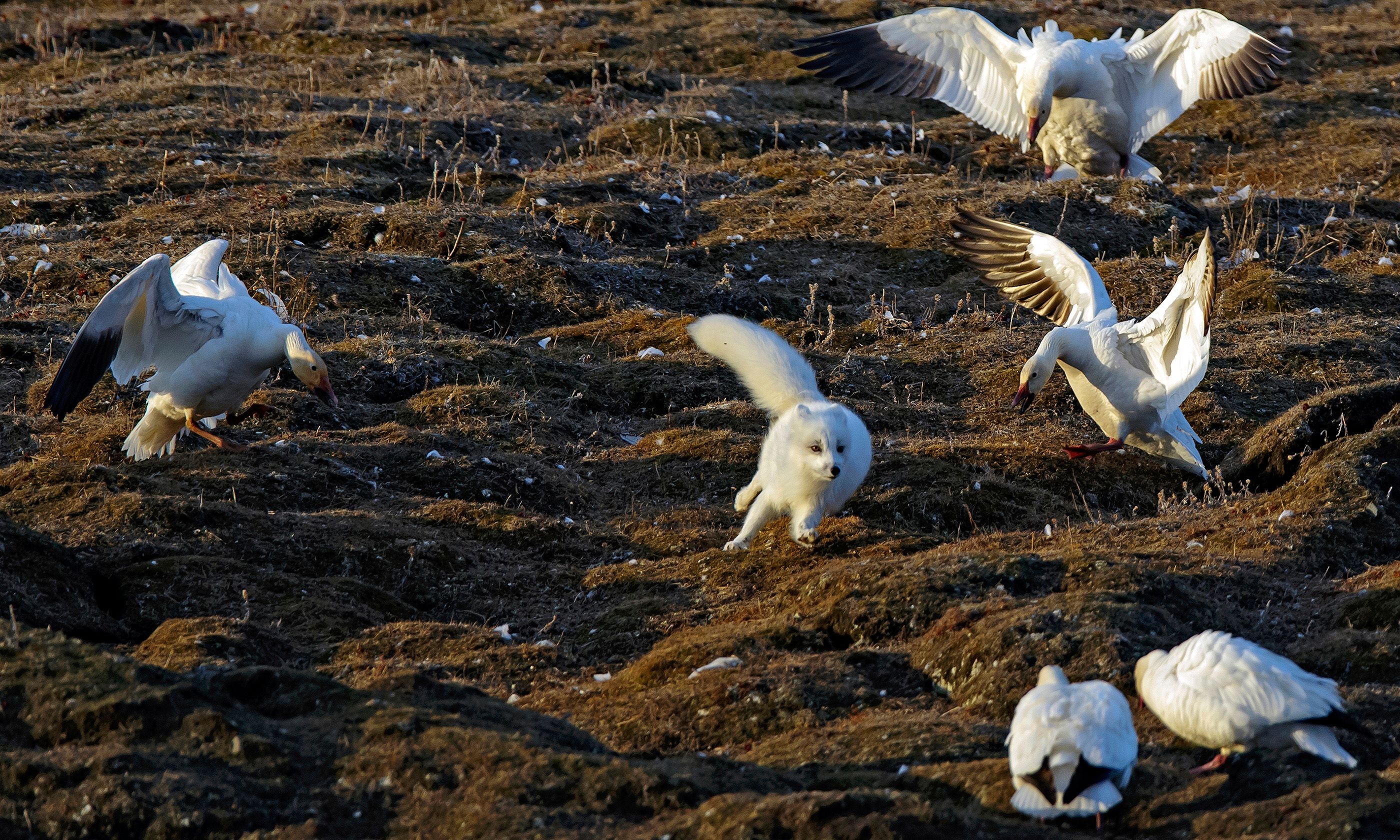 Arctic Foxes | Fun Facts, Where To See Them and How To Photograph Them