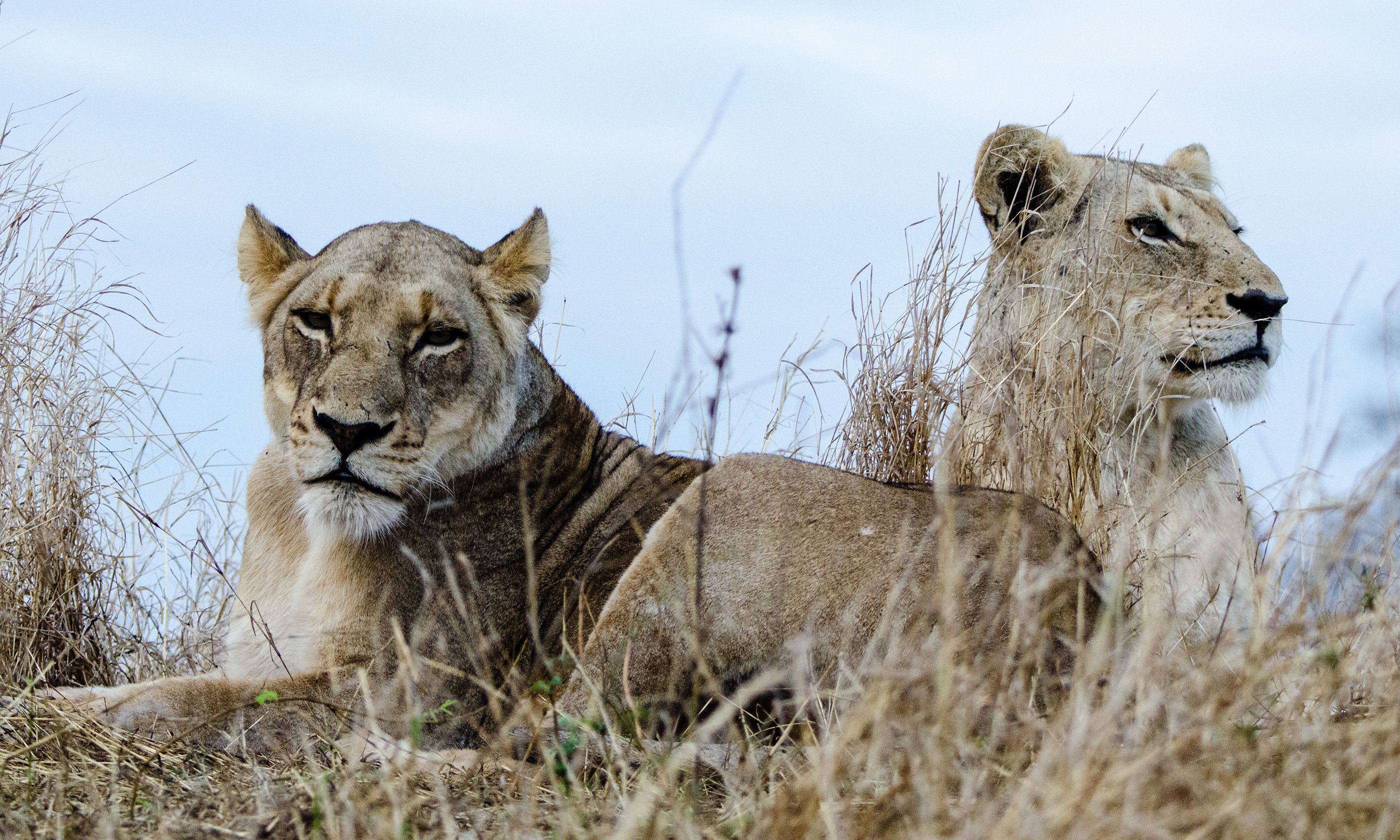 The 5 Best Places To See Lions in Africa Wanderlust