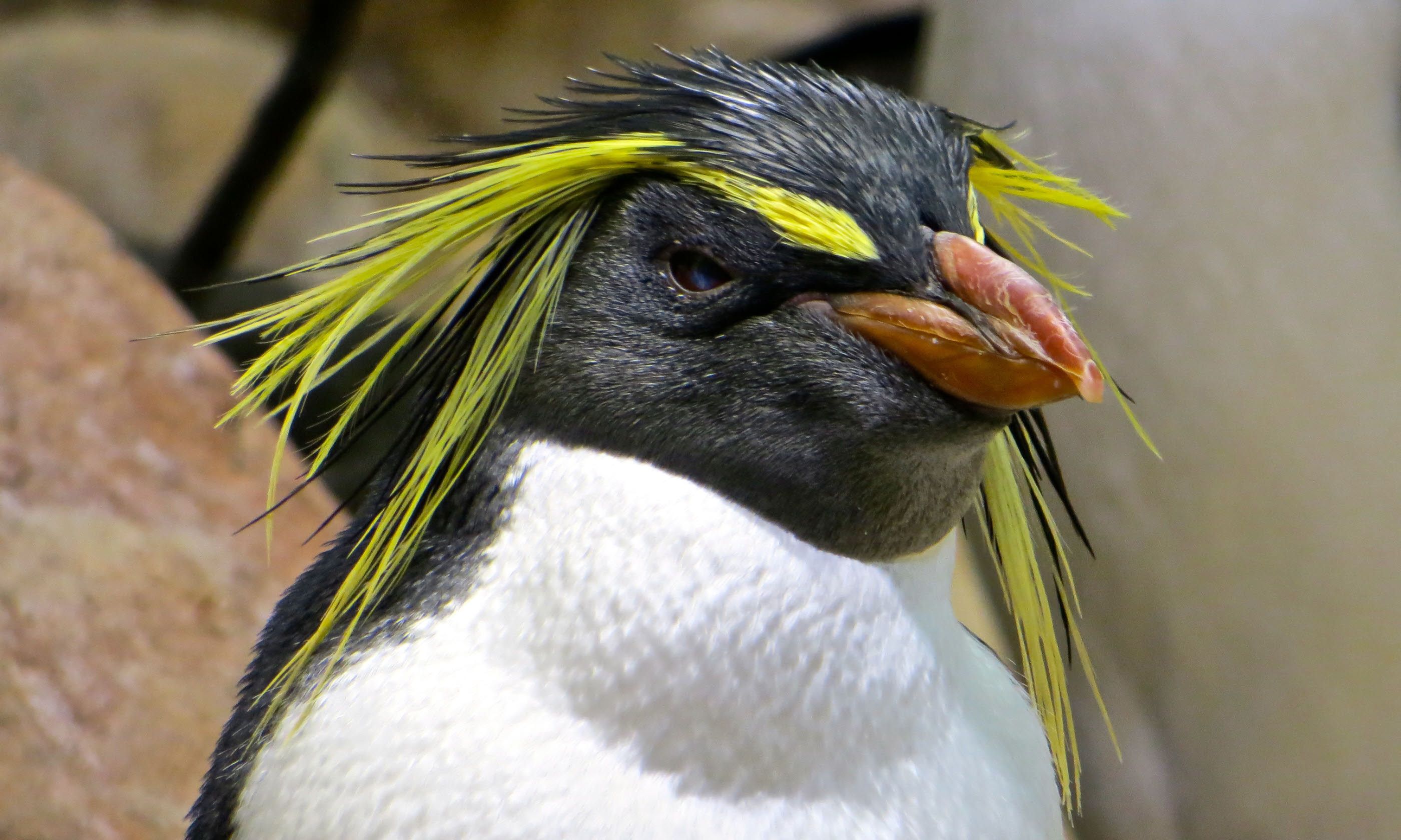 The best places to see penguins in the wild | Wanderlust