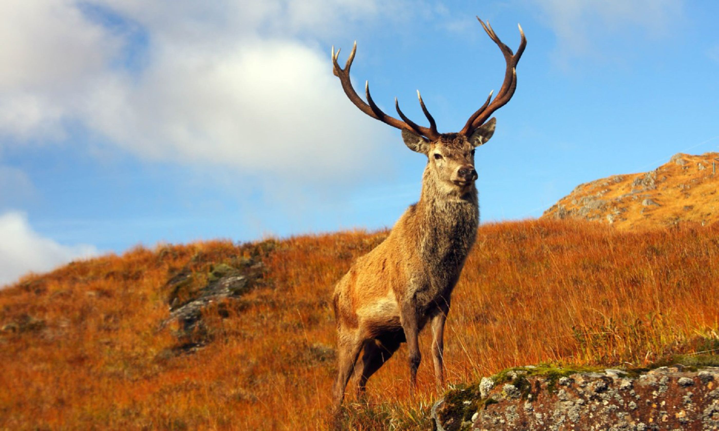 Wild Scotland: The best wildlife and nature adventures | Wanderlust