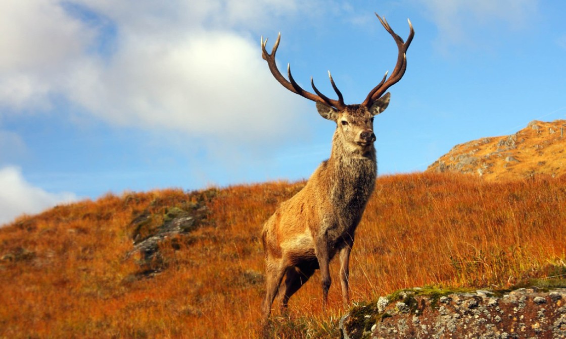 Wild Scotland: The best wildlife and nature adventures | Wanderlust