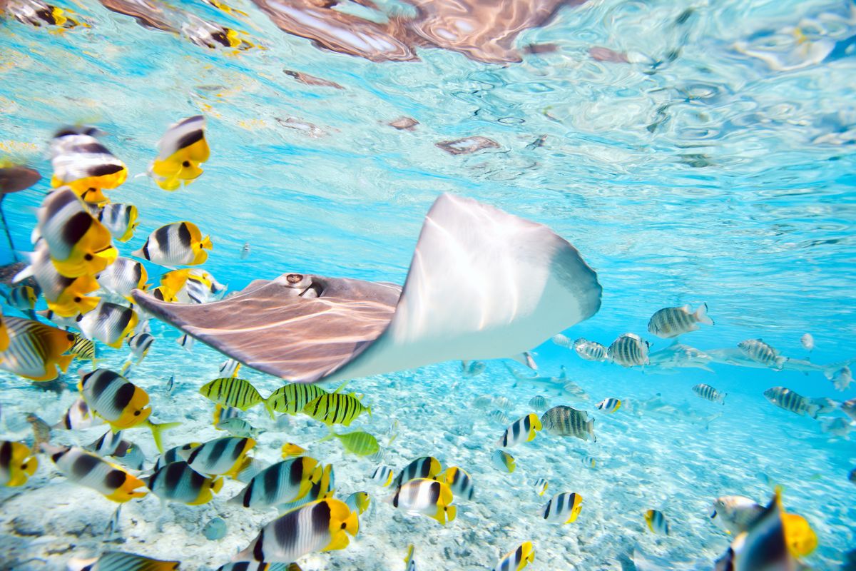 Snorkelling in Bora Bora. (Dreamstime)