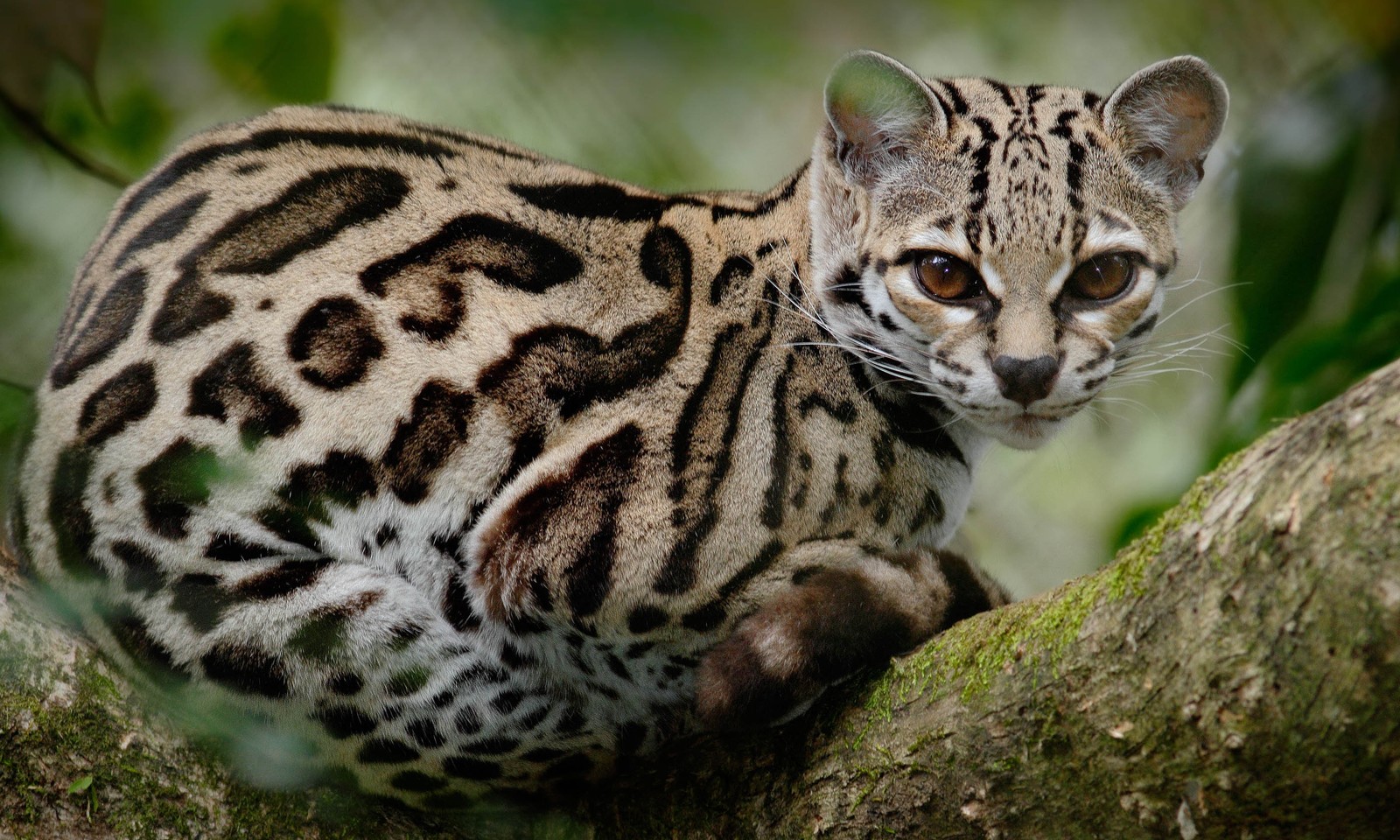 Quiz: Can You Identify These Unusual Wild Cats? | Wanderlust