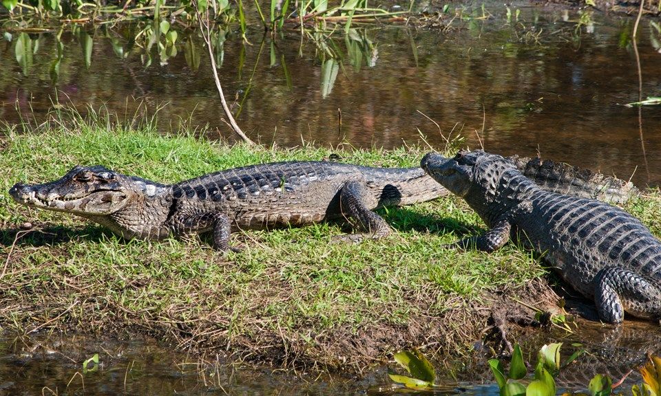Животные бразилии названия