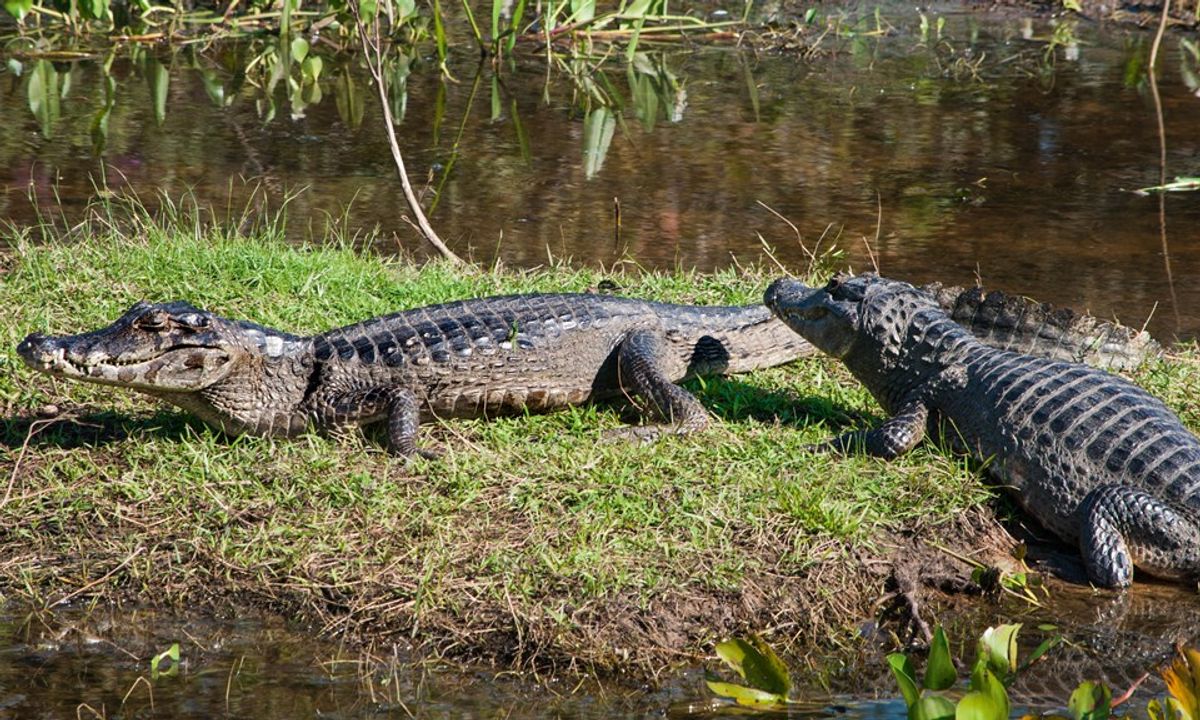 Животные бразилии названия Животные бразилии названия