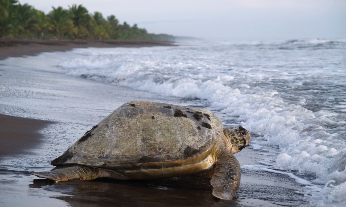 Head to Playa Tortuguero to watch green turtles nest their eggs on the beach (Dreamstime)