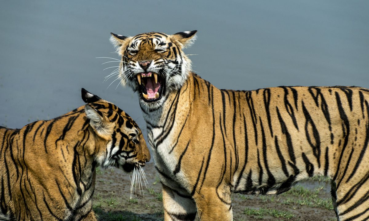 Ranthambore National Park is famous for tigers, Rajasthan, India (Dreamstime)