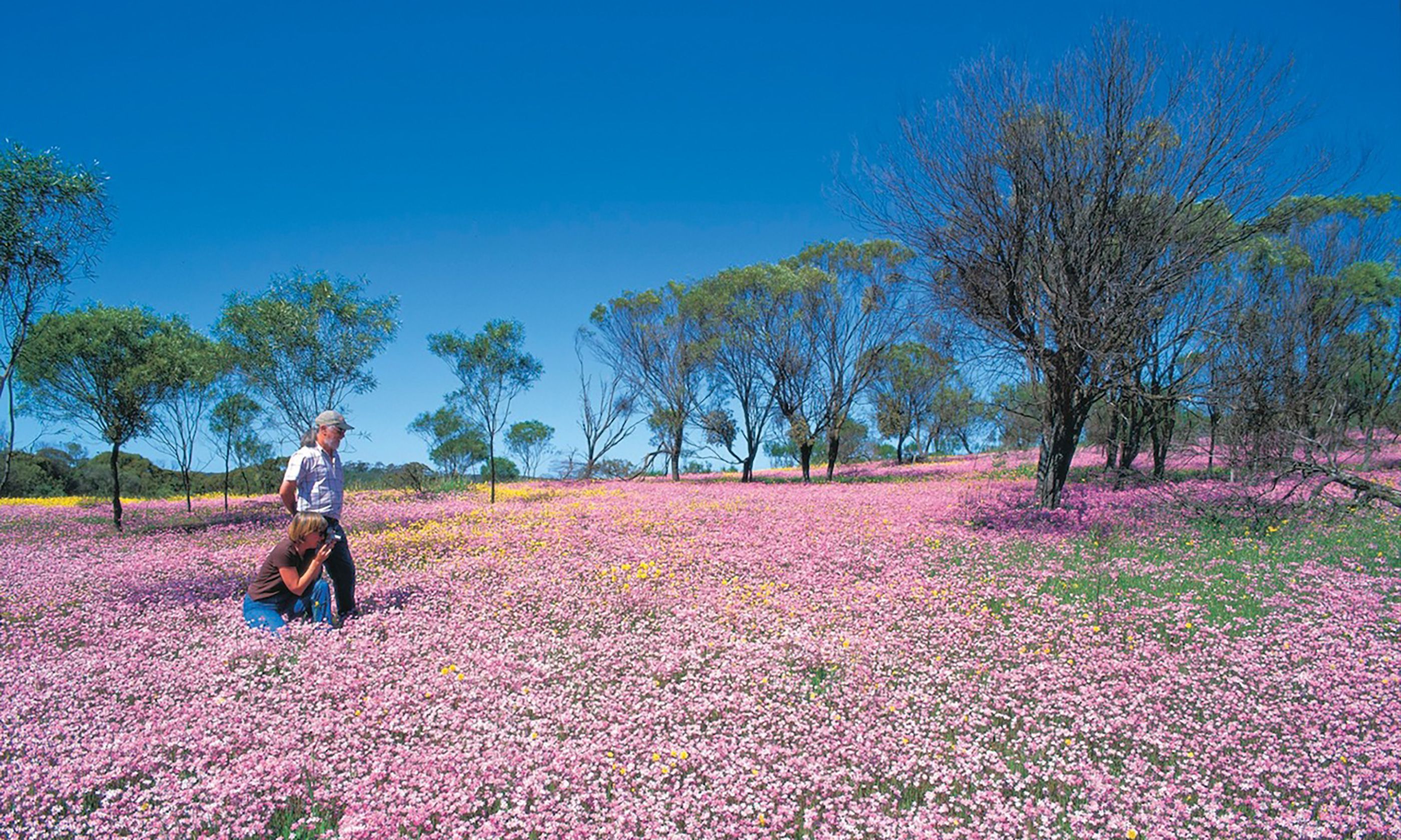 Top 10 Things To Do Outside Of Perth Wanderlust