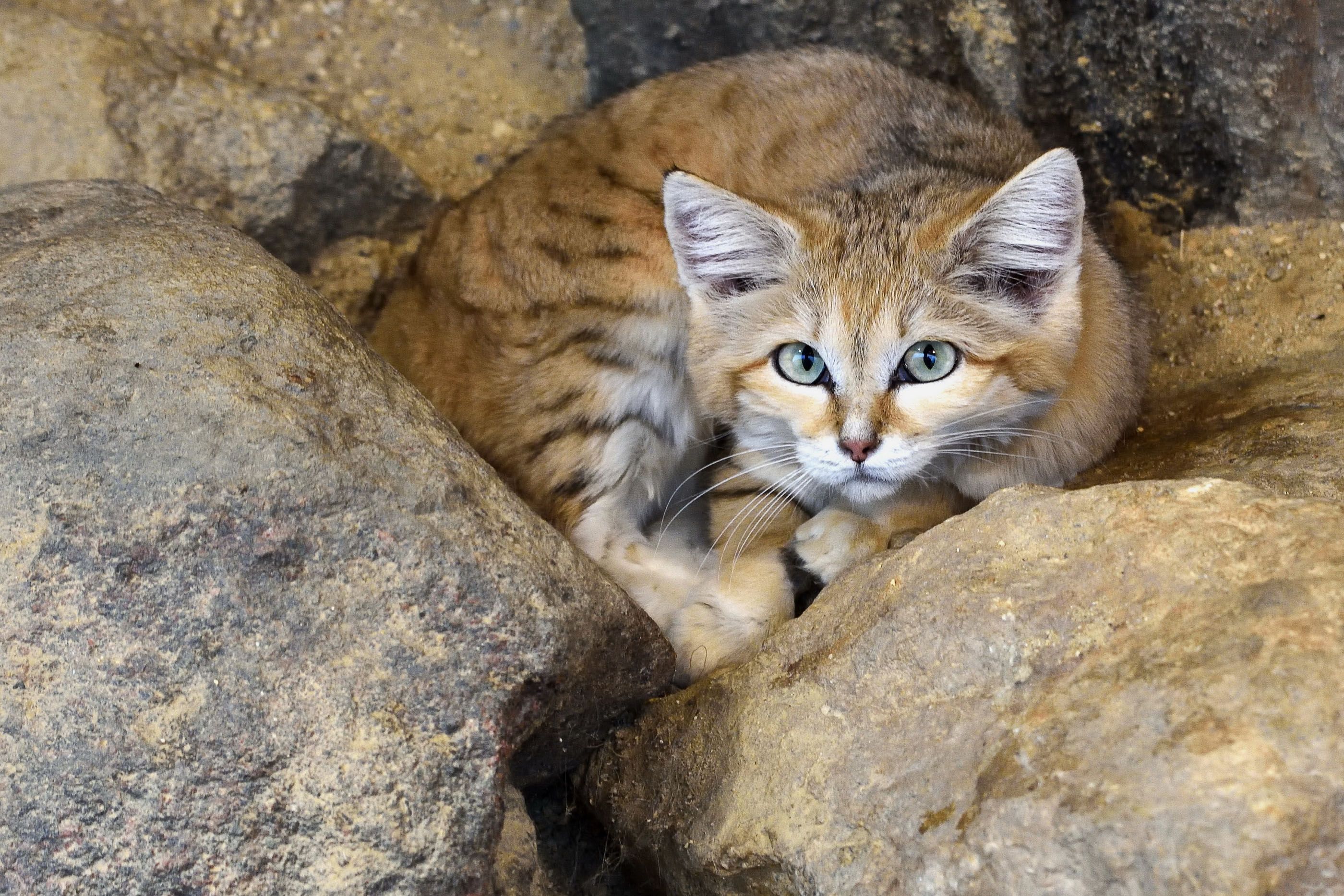 Quiz: Can You Identify These Unusual Wild Cats? | Wanderlust