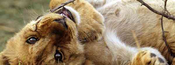 Photo Gallery 10 Adorable Photos Of Baby Animals In The Wild Wanderlust Photo Gallery 10 Adorable Photos Of Baby Animals In The Wild Wanderlust