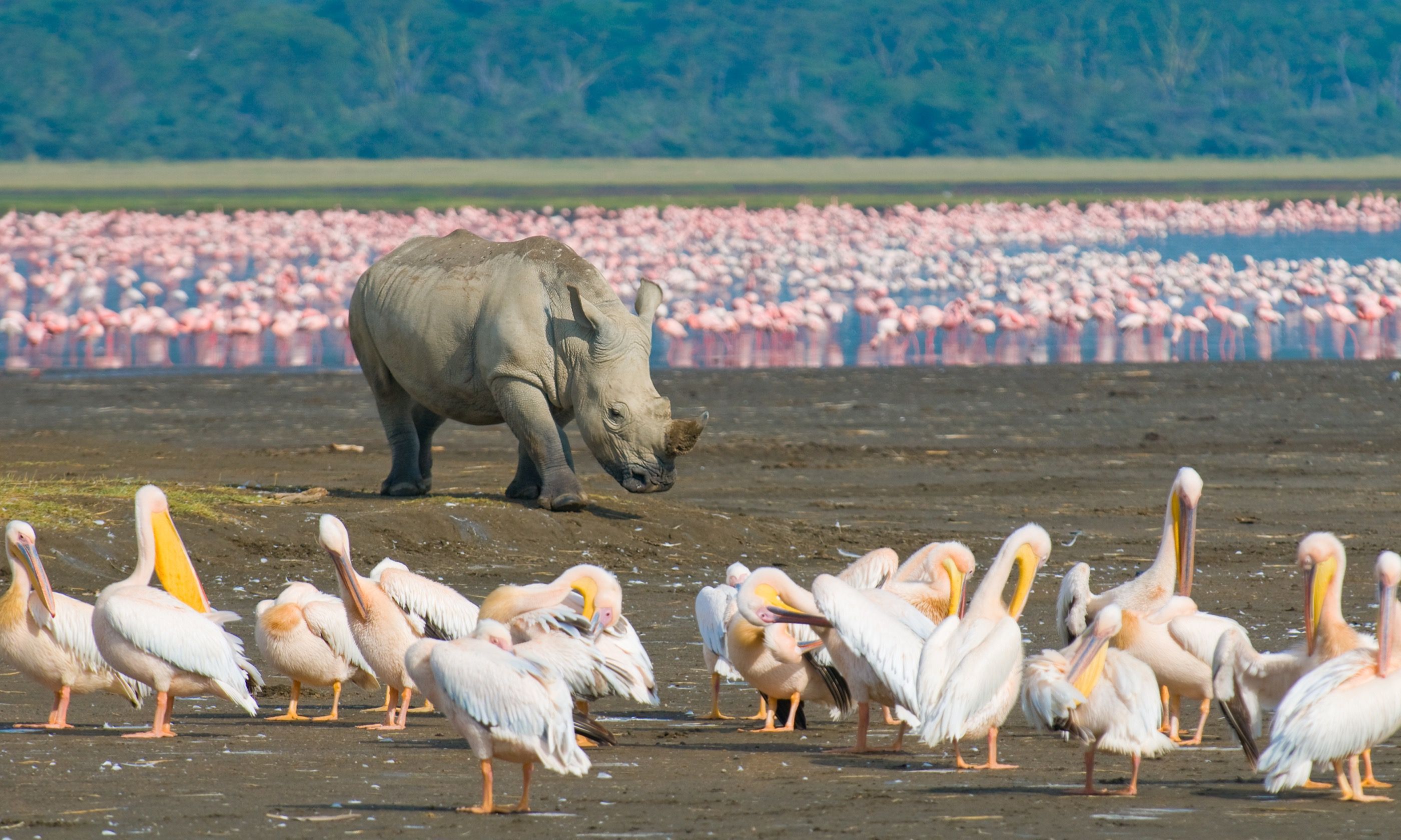 A rhino in Lake Nakuru National Park (Dreamstime)
