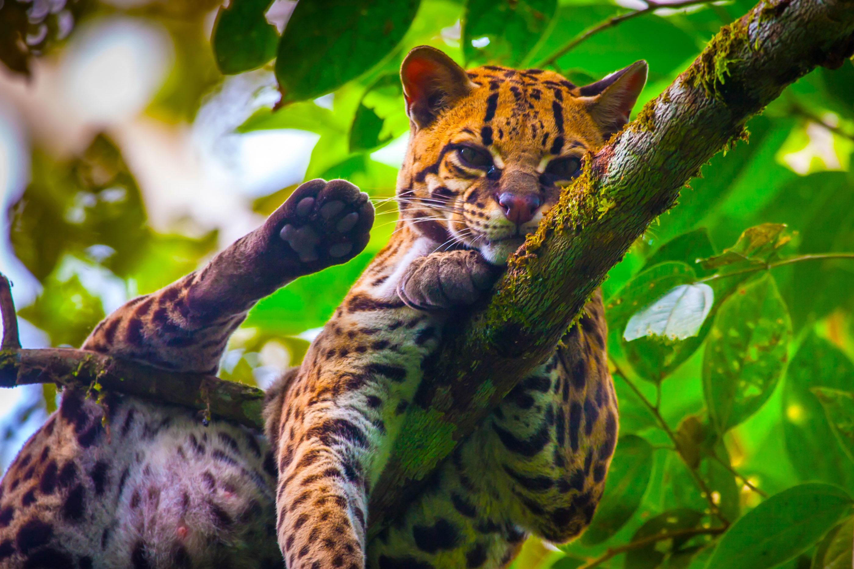 Quiz: Can You Identify These Unusual Wild Cats? | Wanderlust