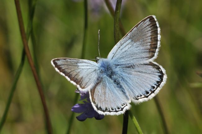 Spot a rare chalkhill blue butterfly at Yoesden Nature Reserve (Shutterstock)