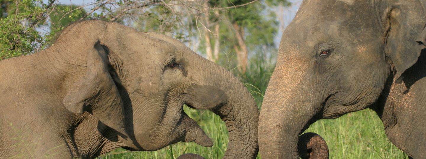 1984 Essay Thesis Horton Plains Np Gehan De Silva Wijeyeratne English Essay Topics For Students also A Healthy Mind In A Healthy Body Essay Sri Lankas Best Wildlife National Parks Wanderlust Essay About High School