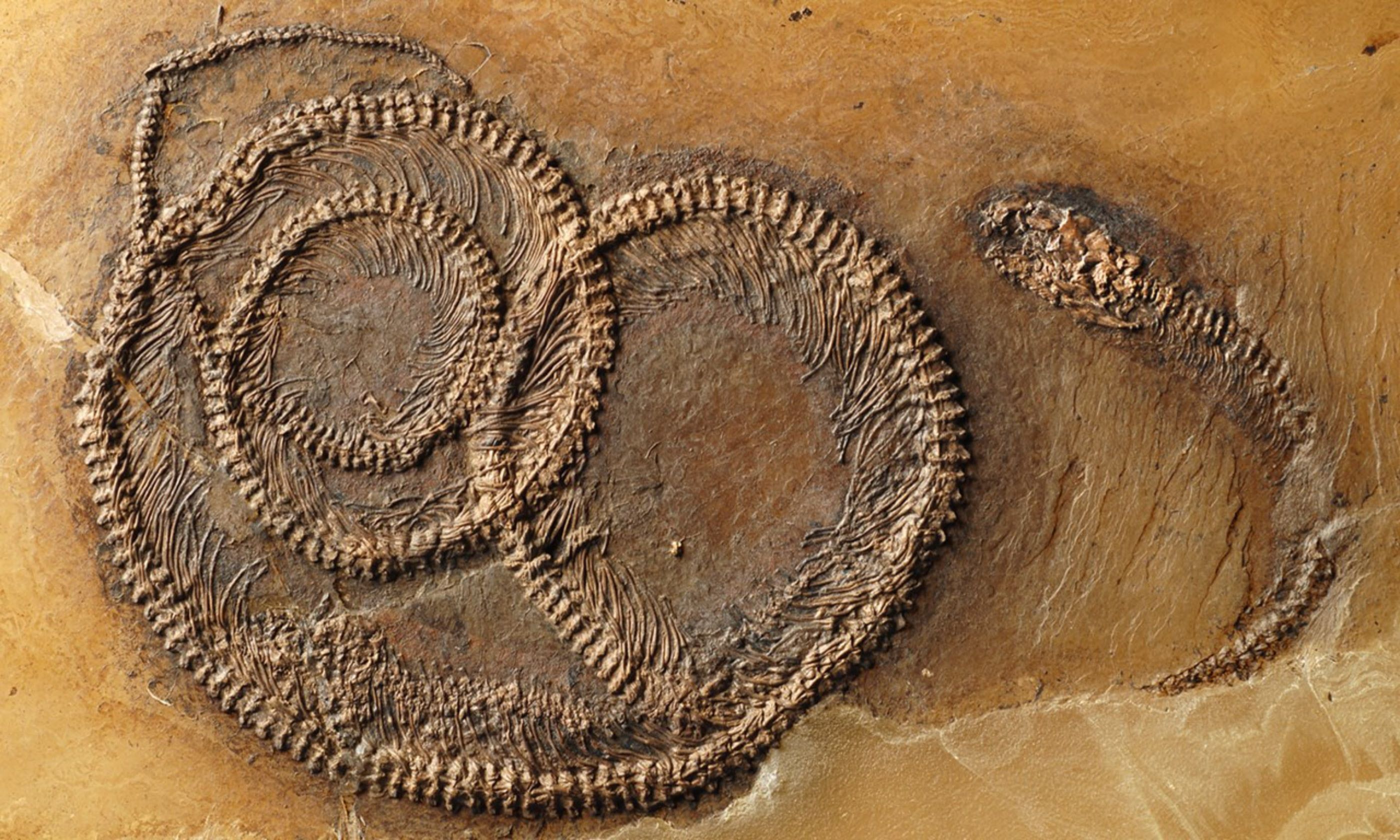 Fossil food chain (senckenberg.de)