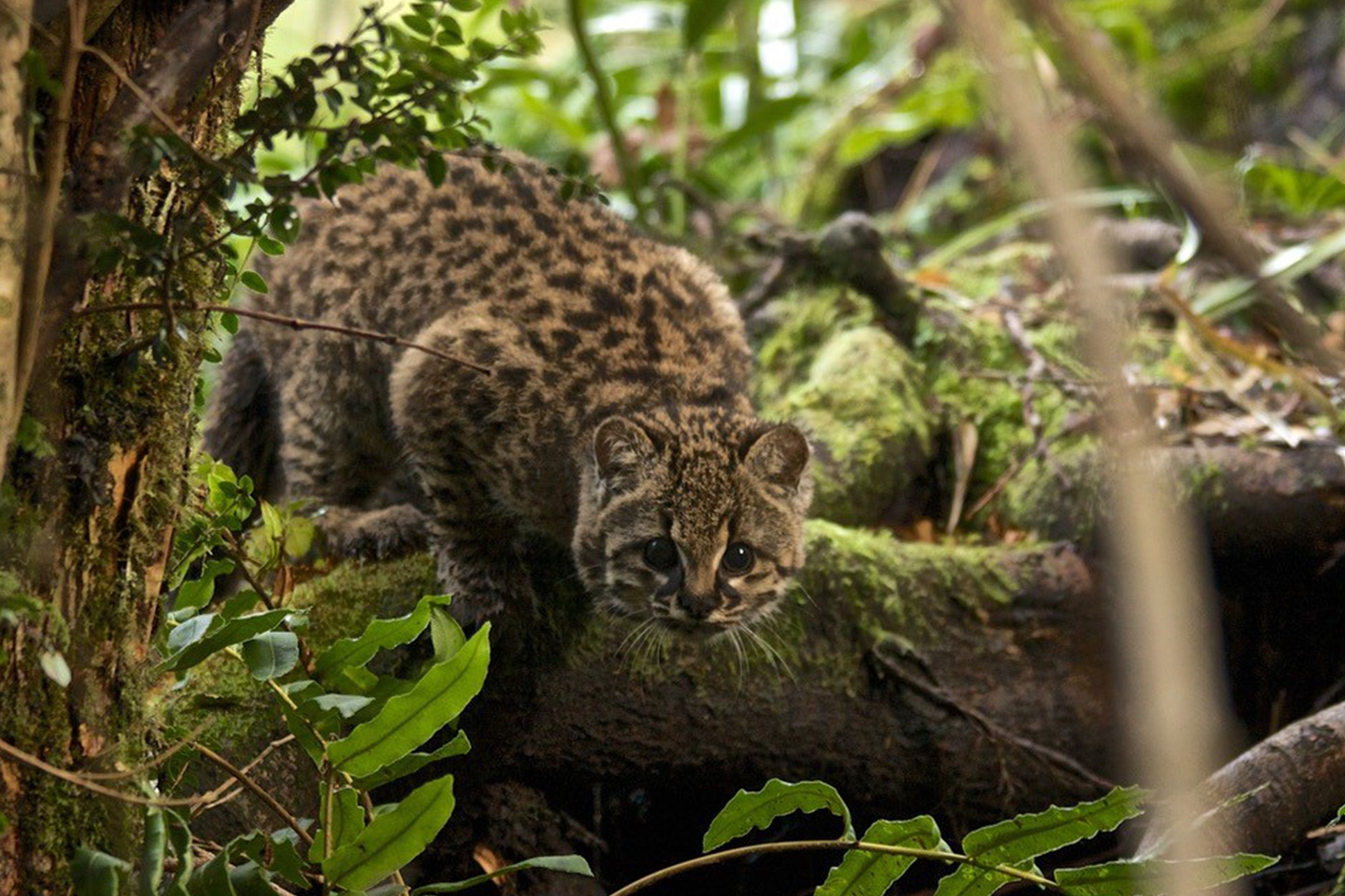 Quiz: Can You Identify These Unusual Wild Cats? | Wanderlust