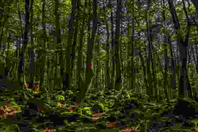 The moss-covered mystery forest of Aokigahara, Japan (Shutterstock)