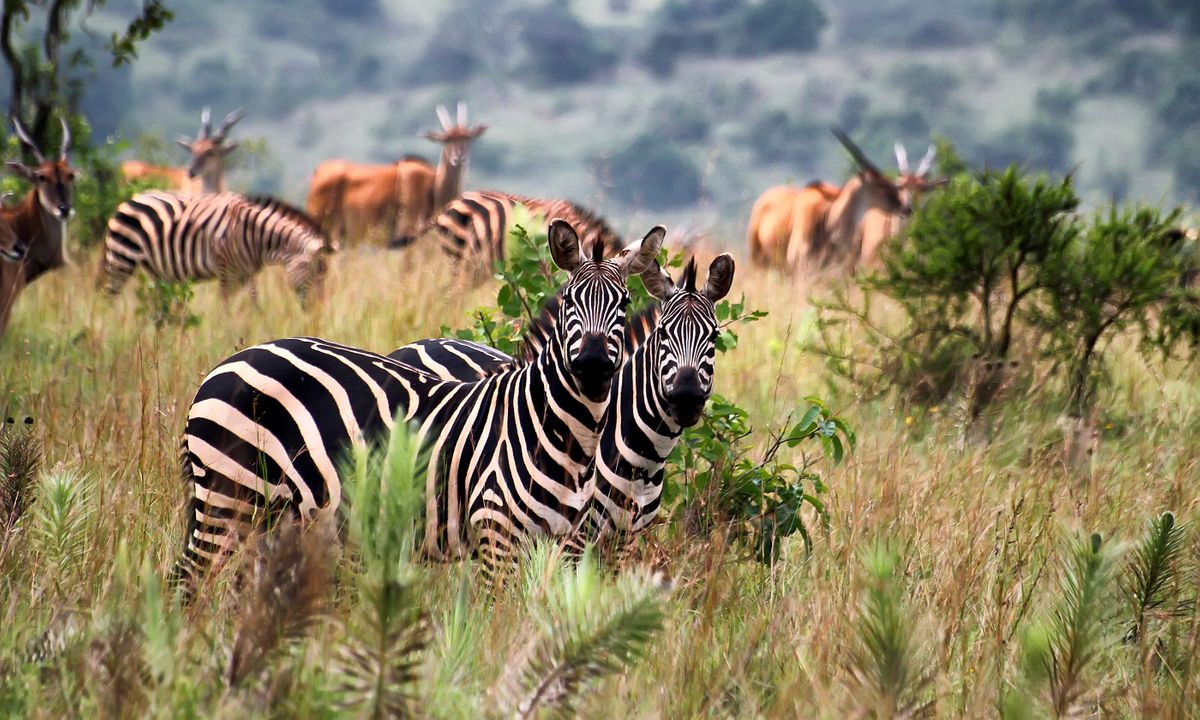 Akagera National Park in Rwanda (Shutterstock)