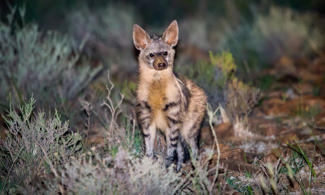 Aardwolf in Africa (Shutterstock)