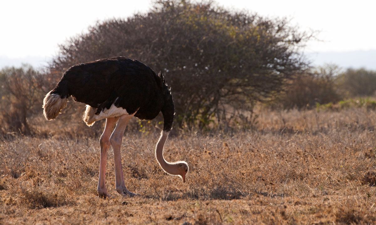 An ostrich forages in Nairobi National Park (Emma Gregg)