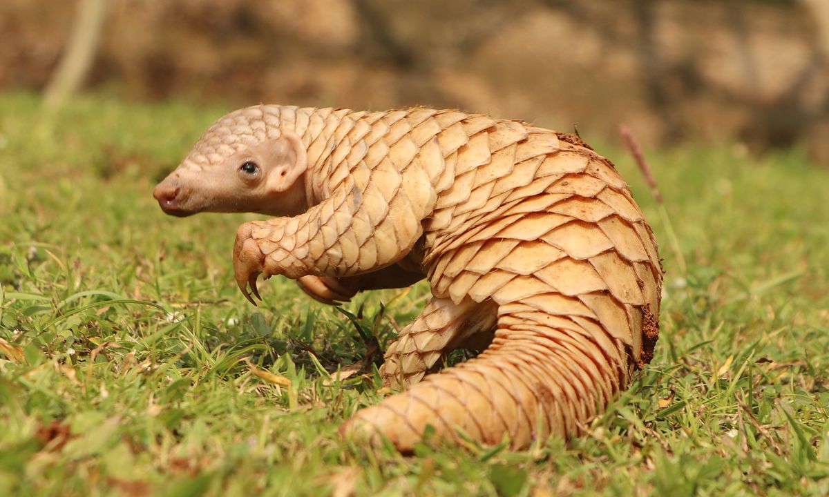 Pangolin conservation in South Africa | Wanderlust