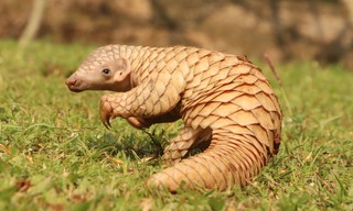 Everything you need to know about pangolins | Wanderlust