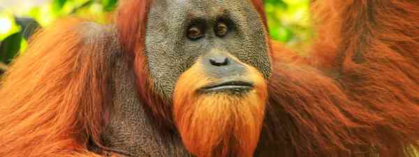 10 Endangered Animals In India That You Should See Before They Vanish