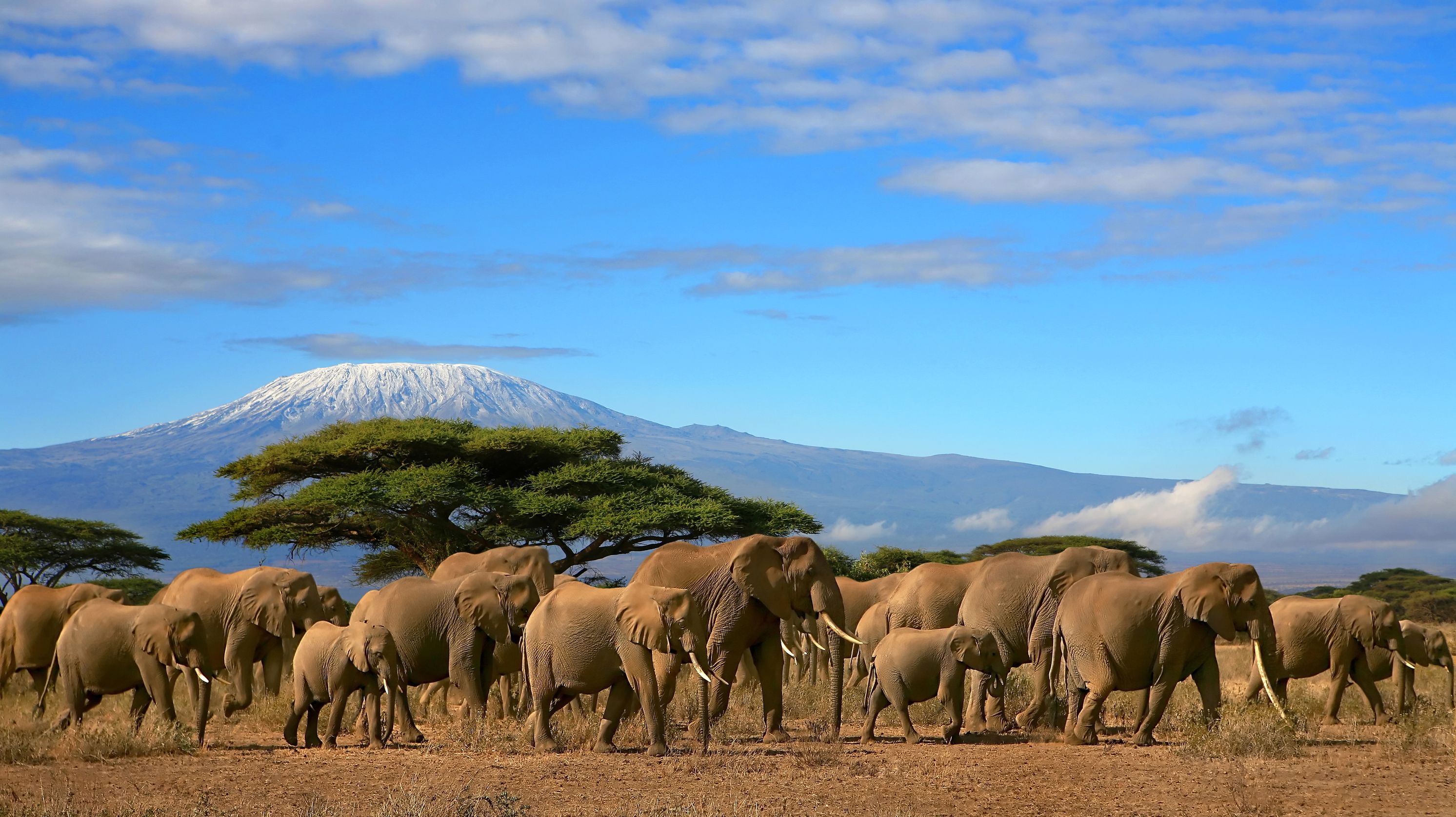Elephants in Addo Elephant Park, South Africa.