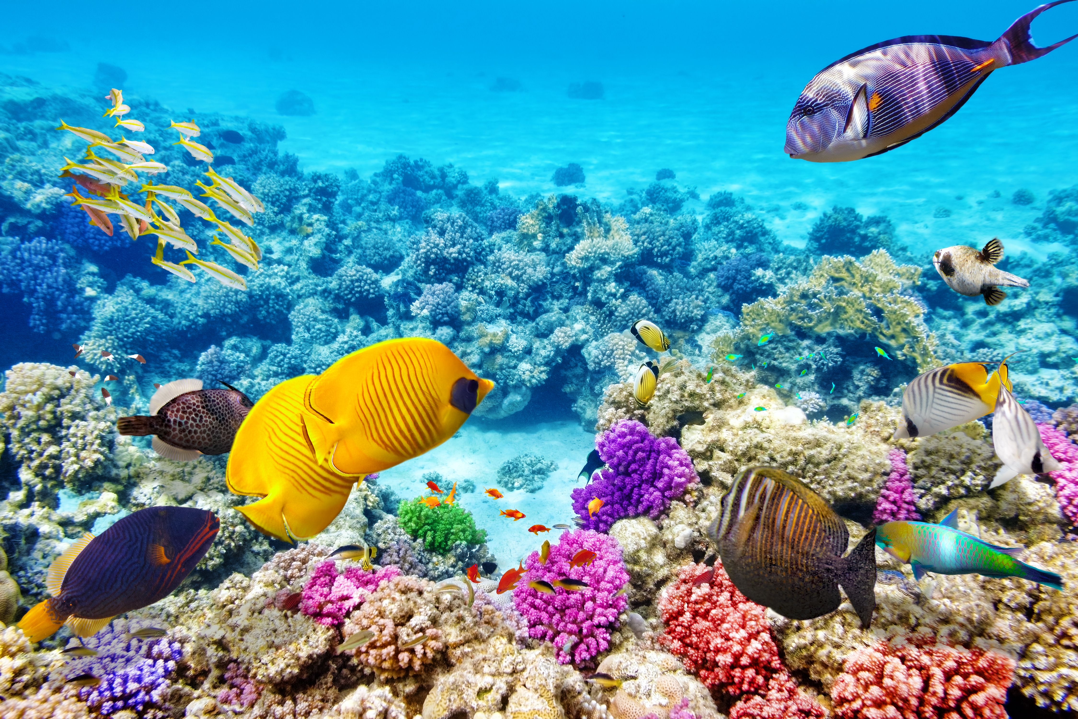 Great Barrier Reef, Australia. (Shutterstock)