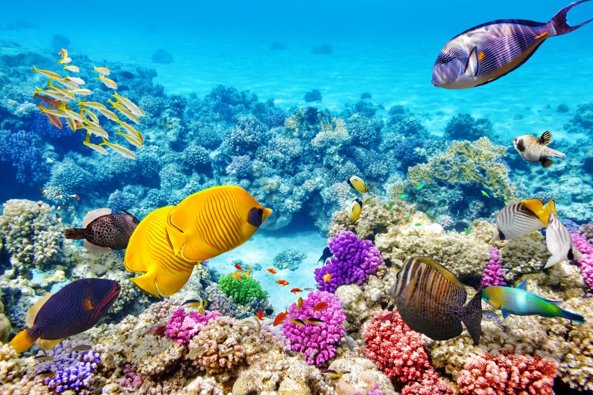 Great Barrier Reef, Australia. (Shutterstock)