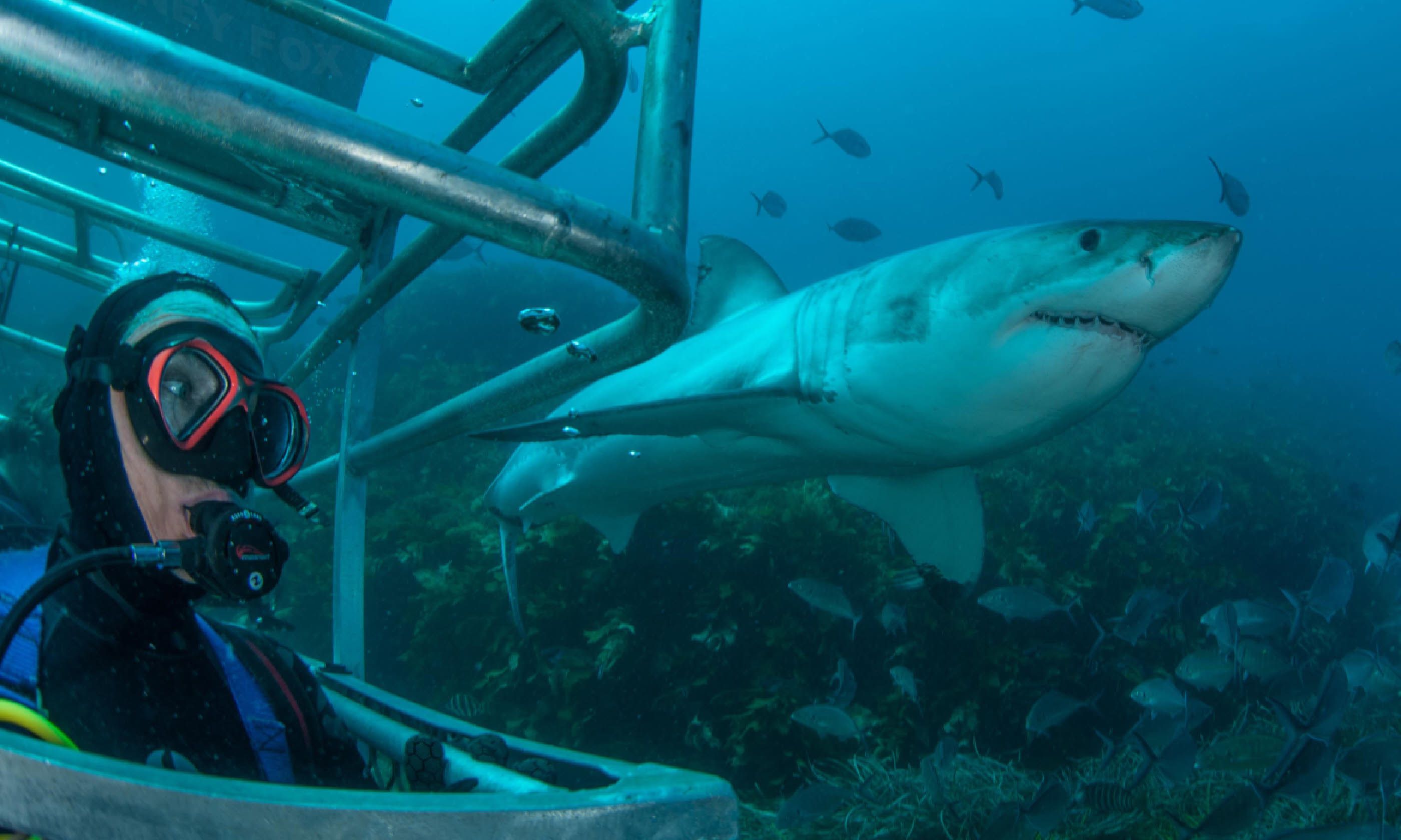 Rodney Fox interview: “Sharks are not crazy man-eaters” | Wanderlust
