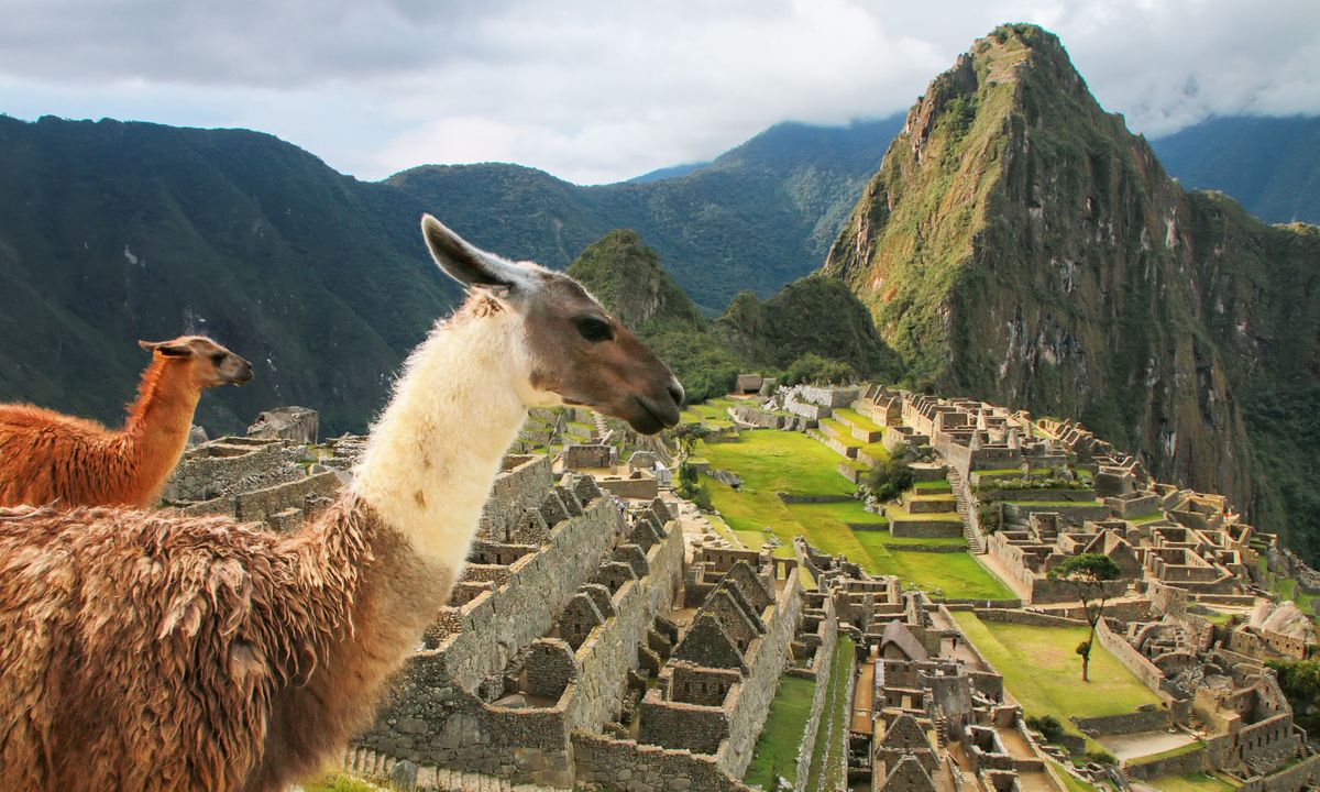 Llamas at Machu Picchu (Dreamstime)