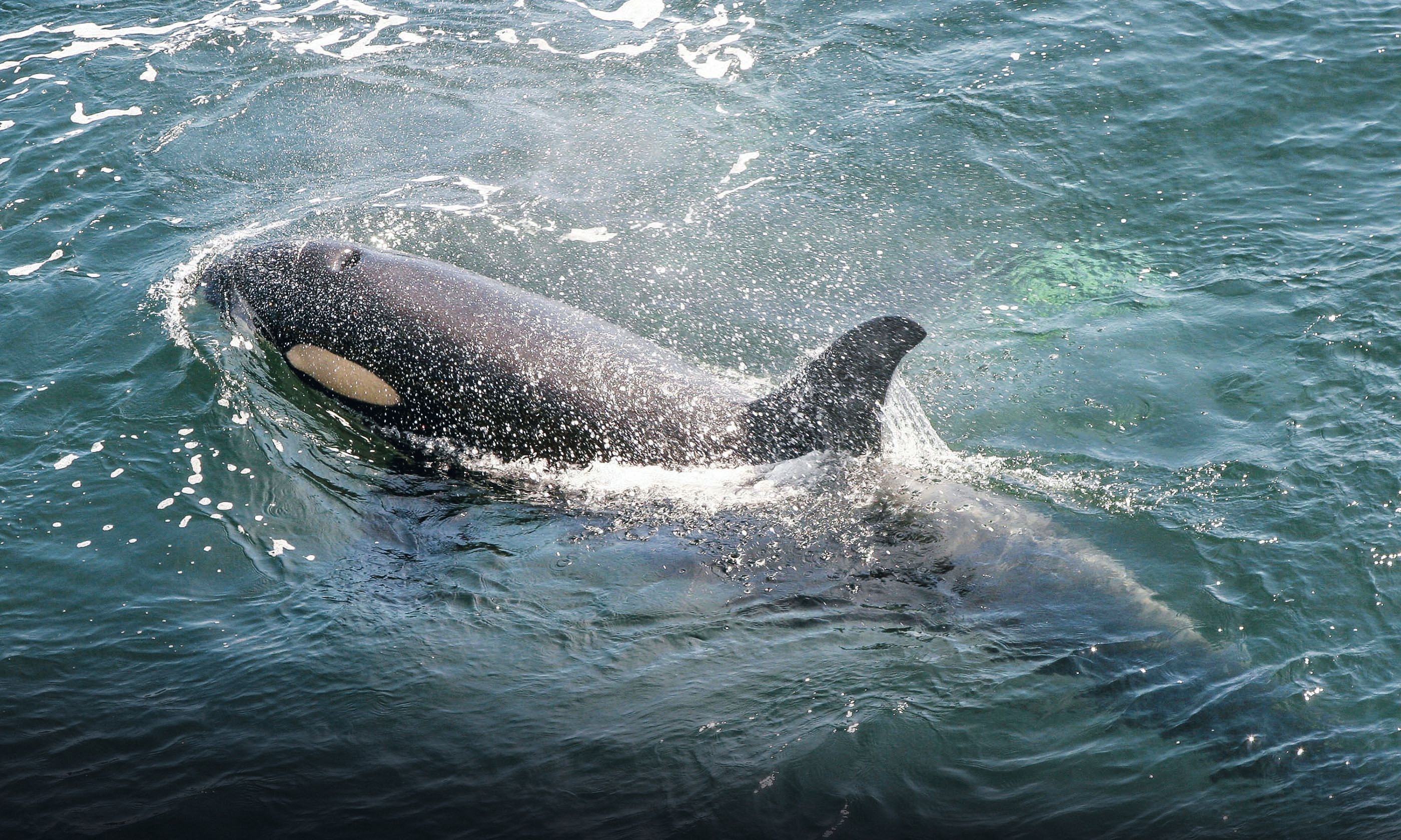 Pender Island is famous for its orcas (Shutterstock)