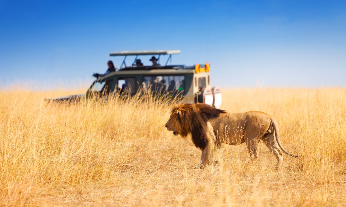 Get up close and personal to the wildlife in a jeep (Dreamstime)