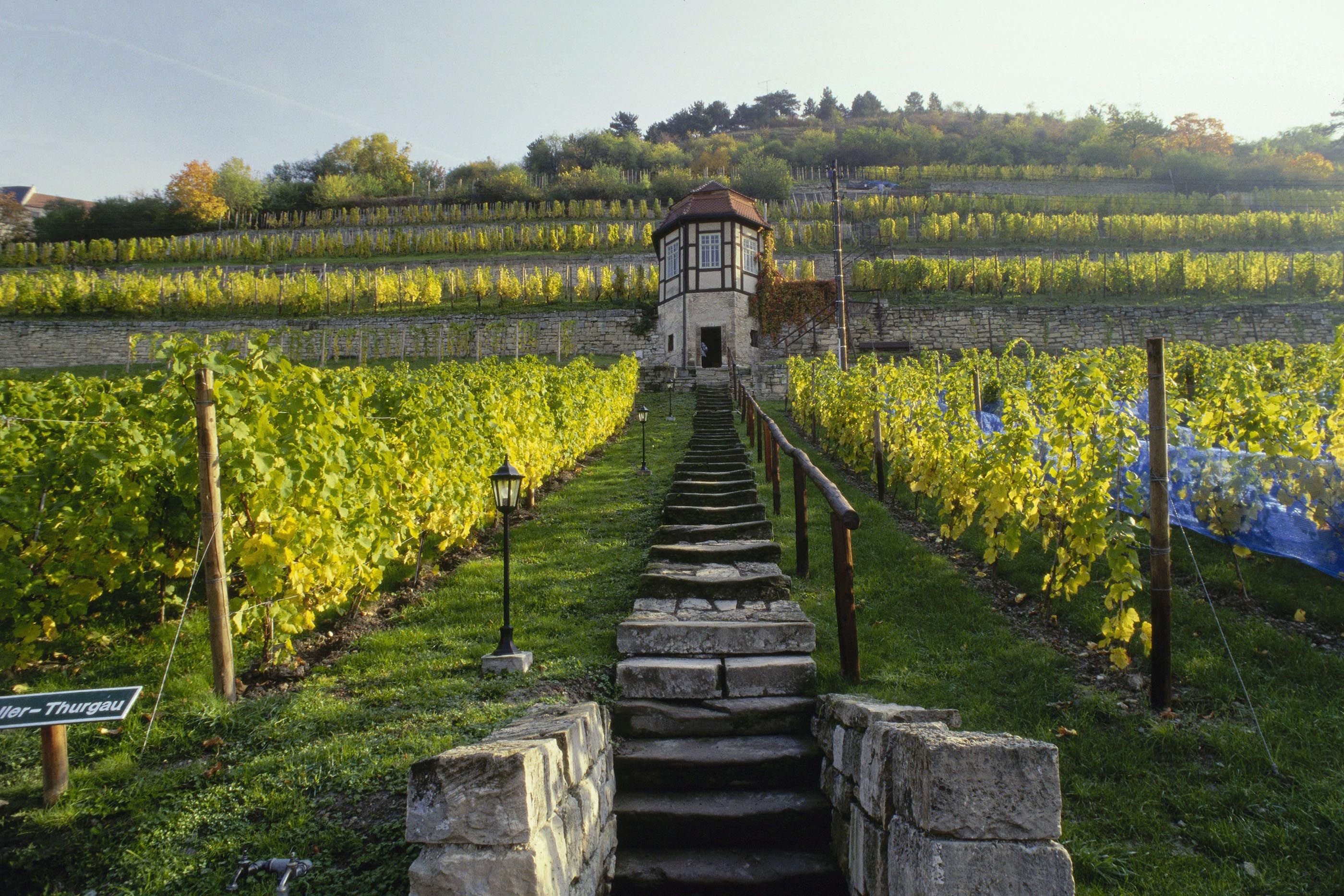 Local lives Meet 5 people in Germany for authentic experiences around