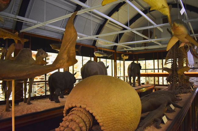 Natural History Museum, Tring, Hertfordshire (Shutterstock)