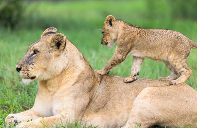 Photo Gallery 10 Adorable Photos Of Baby Animals In The Wild Wanderlust Photo Gallery 10 Adorable Photos Of Baby Animals In The Wild Wanderlust