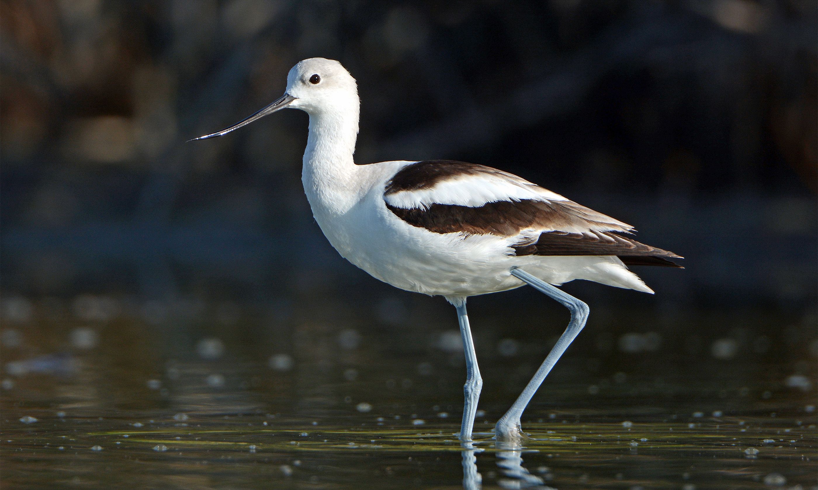 Essential guide to wildlife in Fort Myers, Florida | Wanderlust
