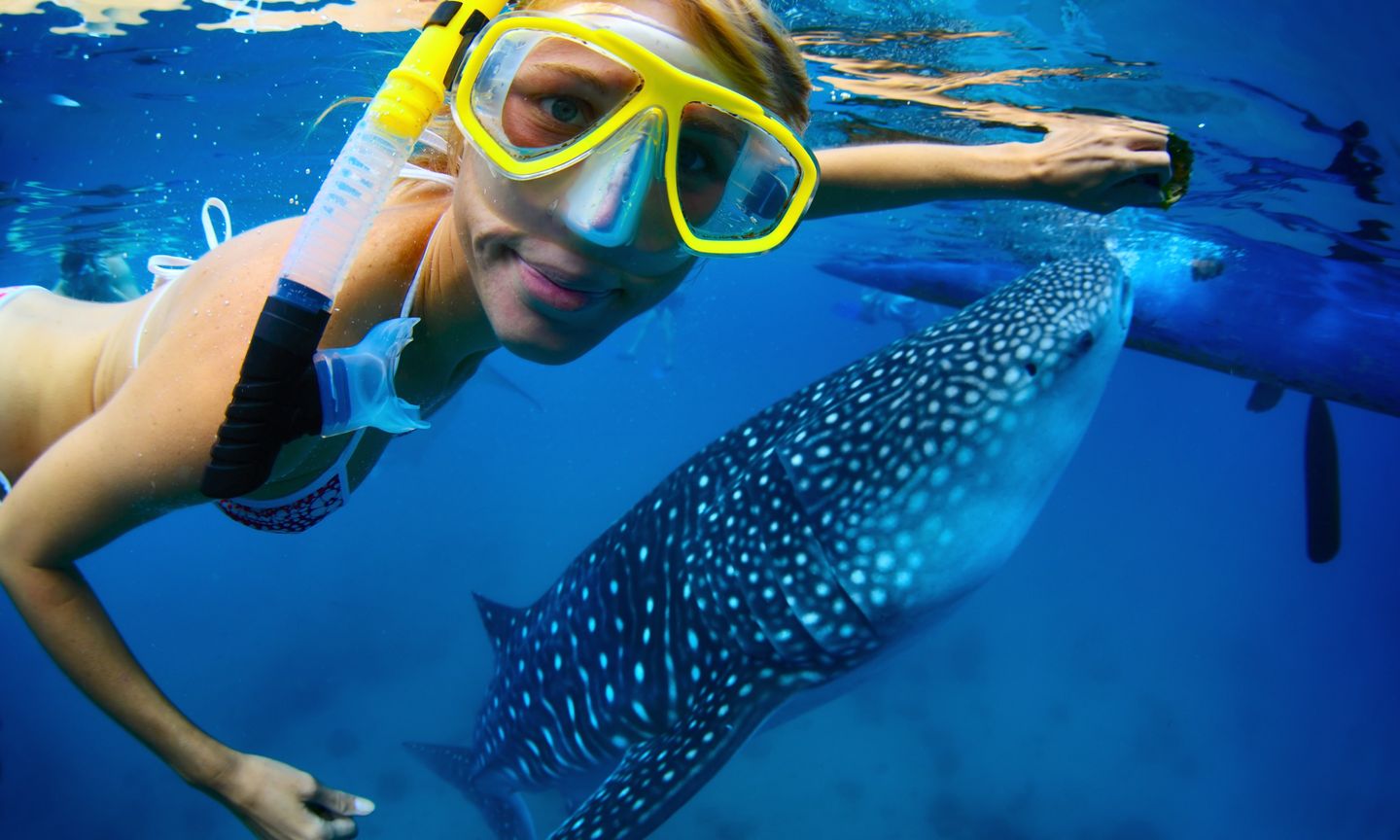 Swimming with a whale shark in Oslob (Dreamstime)