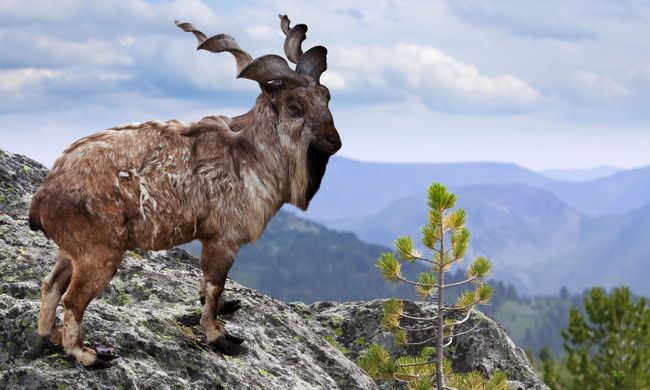 Markhor su una roccia in un'area selvaggia del Pakistan (Shutterstock)