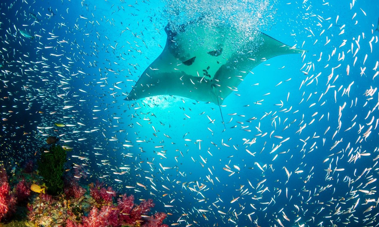 Everything You Need To Know about Swimming with Manta Rays Wanderlust