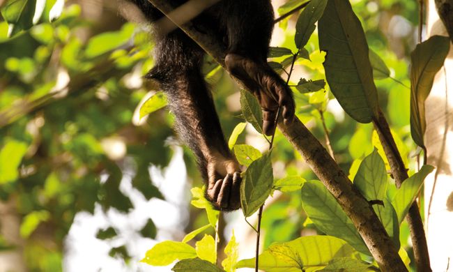 Listy jako součást potravy šimpanzů