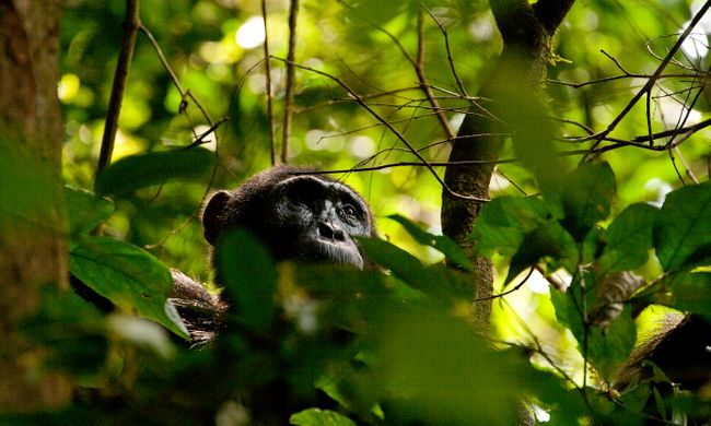 Setkání se šimpanzi ve větvích stromů