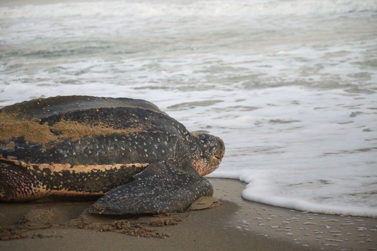 Leatherback sea turtle. (Shutterstock)