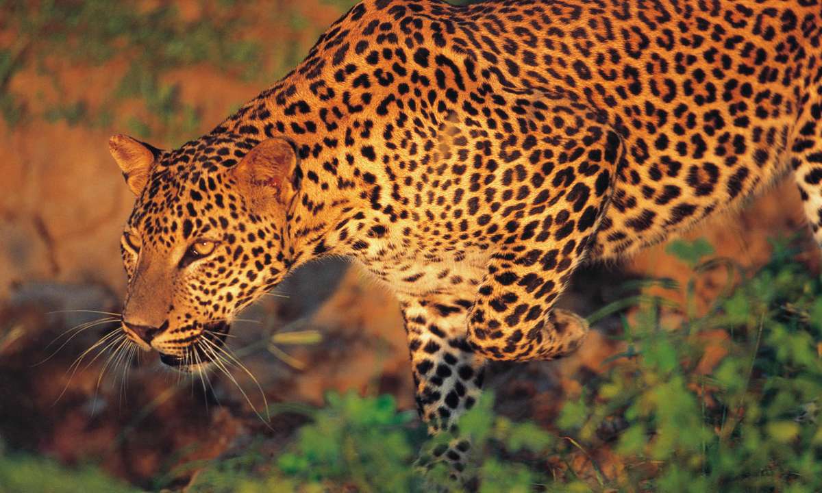 Leopard In Yala National Park Gehan De Silva Wijeyeratne Leopard In Yala National Park Gehan De Silva Wijeyeratne