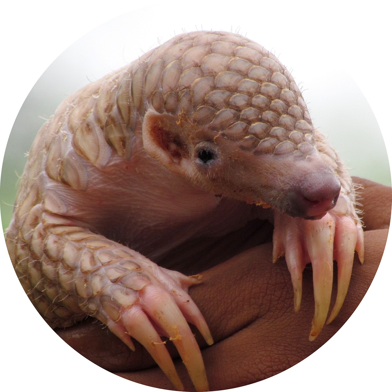 Everything you need to know about pangolins | Wanderlust