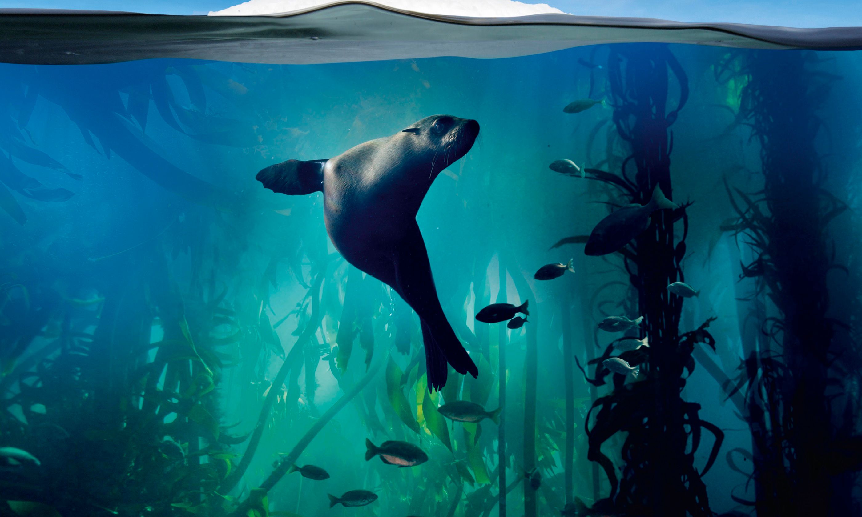 Blue Planet II (Penguin Random House)