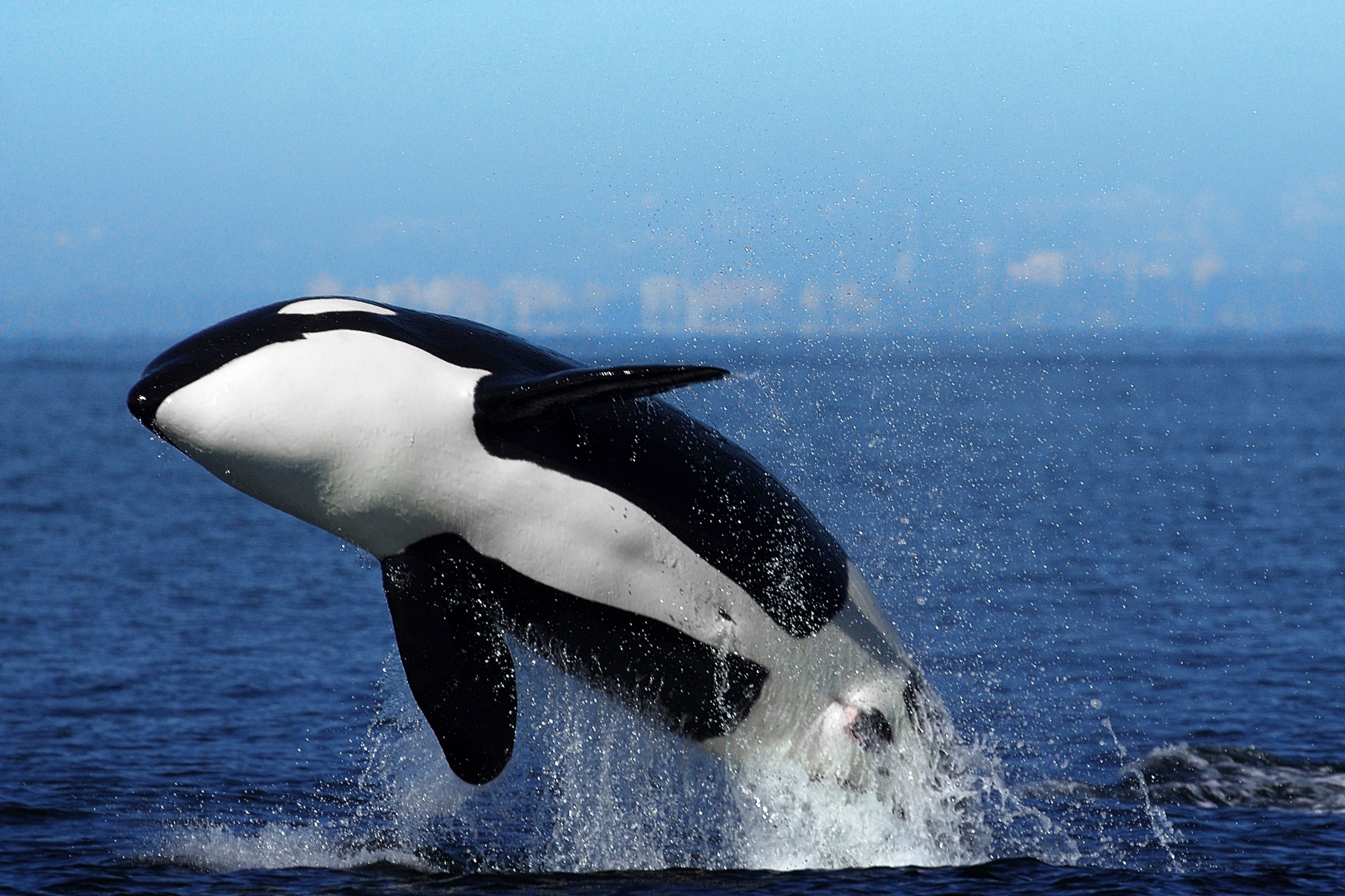 Orca breaching on Canada's west coast. (Dreamstime)