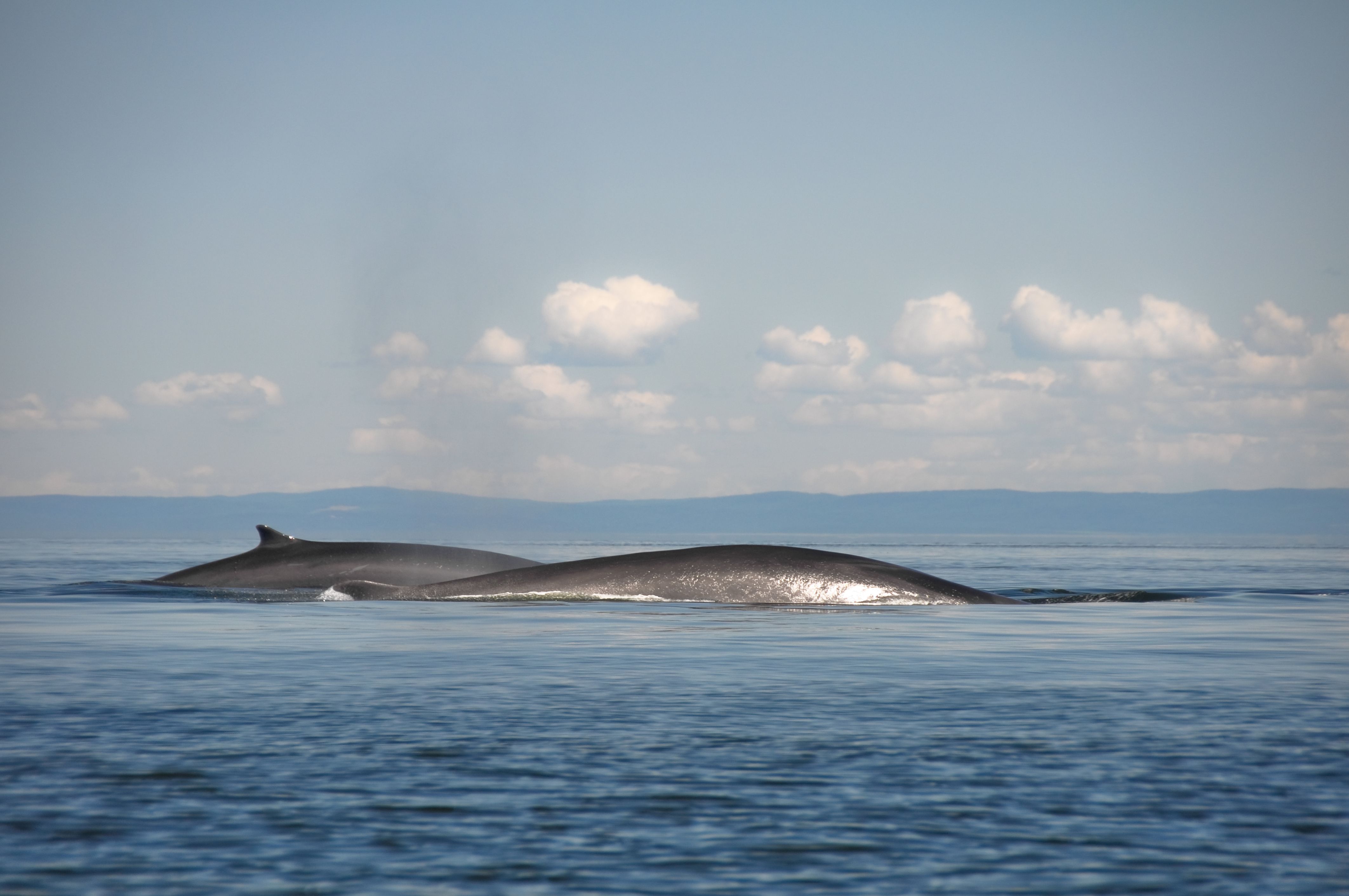 Whales on the Gulf of St Lawrence, Canada. (Dreamstime)