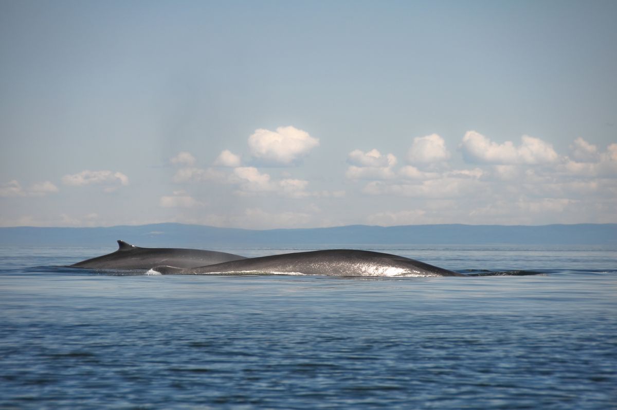 Whales on the Gulf of St Lawrence, Canada. (Dreamstime)